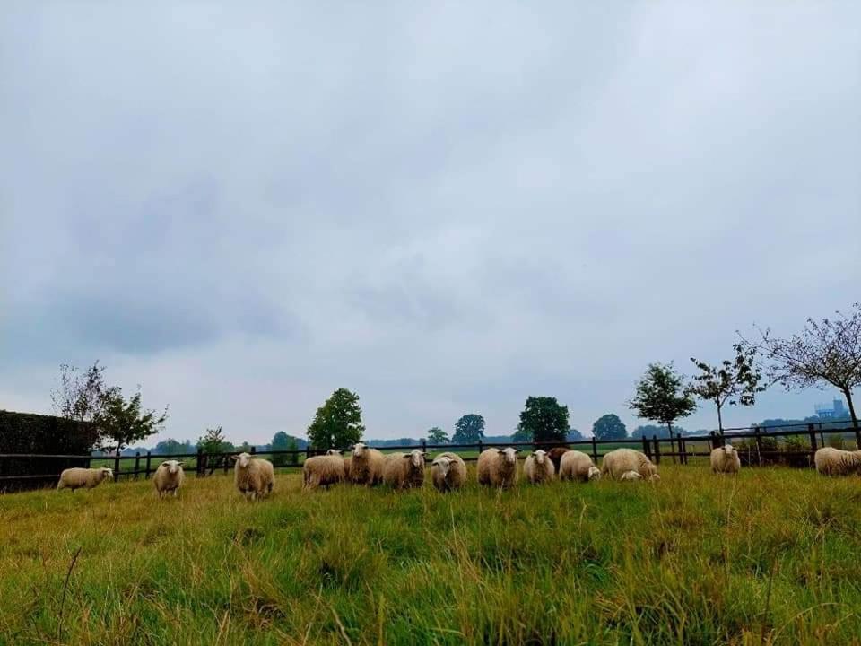 De Beredoezen - Sfeervolle Vakantiewoning In De Gezellige Kempen Retie Exterior foto